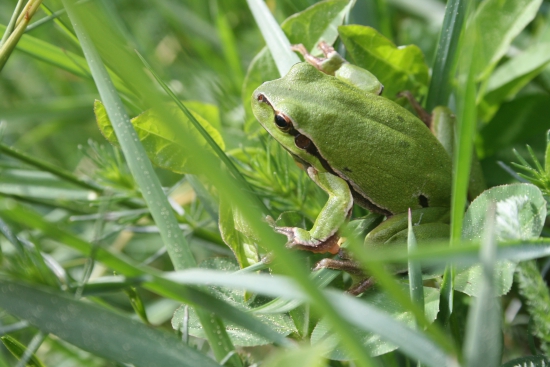 Dôvod večerného kŕkania
