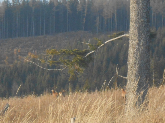 Mladnaci na horizonte