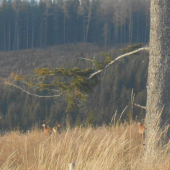 Mladnaci na horizonte