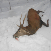 pomohol som ho dostat na cestu