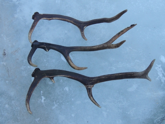 dnes som mal stastie