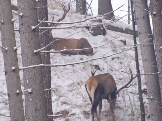 Krali Kozych chrbtov