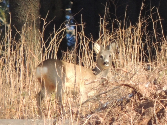 srnec na rannom slniecku