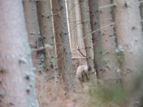 Trebalo by preriedit ten les :)