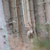 Trebalo by preriedit ten les :)