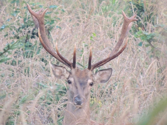 14 torak