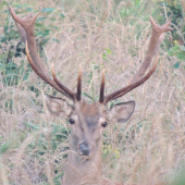 14 torak