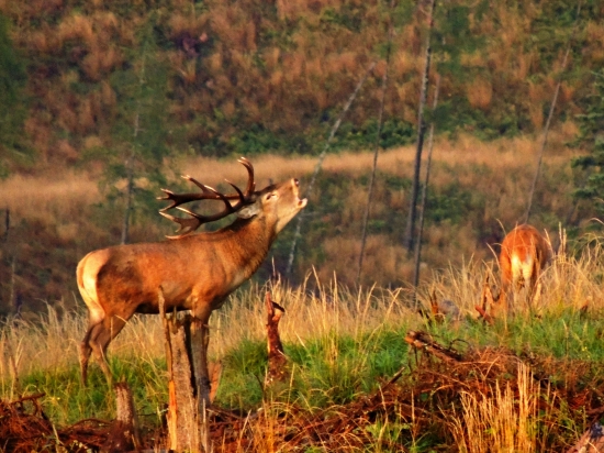 Tu som kralom ja. Auuuuuuuu