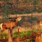 Tu som kralom ja. Auuuuuuuu