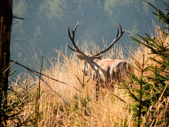 Tesne po suboji-vitaz