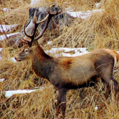 16 torak