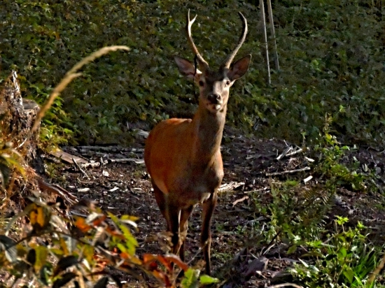 prekvapeny