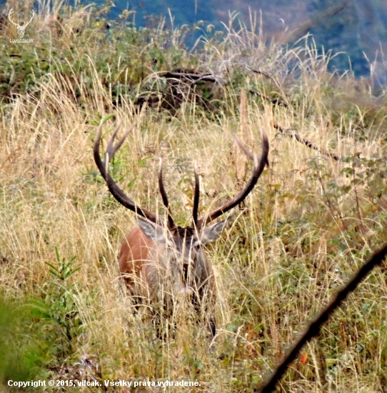 ruja
