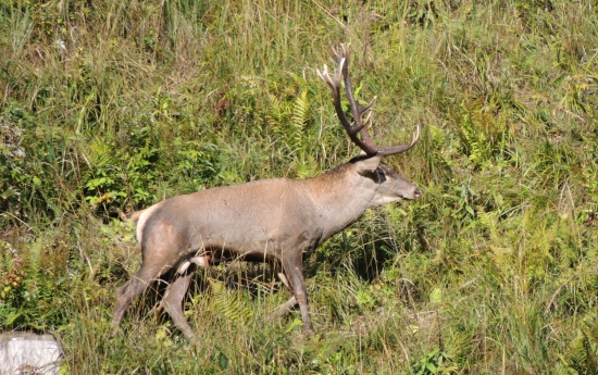hladajuci