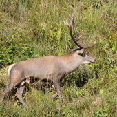 hladajuci