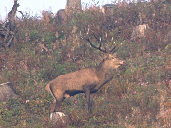 nepravidelny 12torak