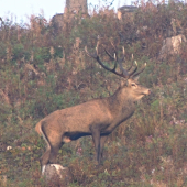 nepravidelny 12torak