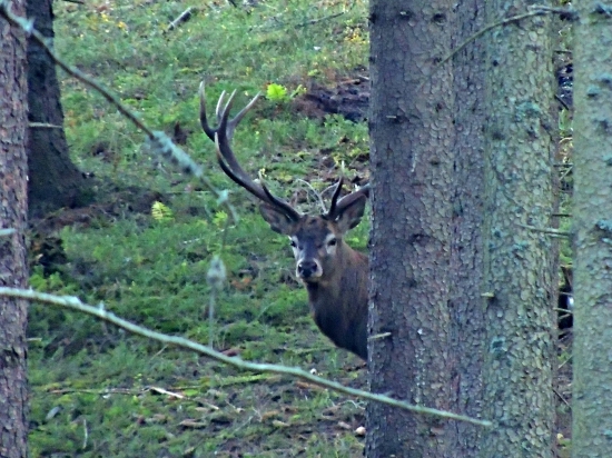 zeby ruja este neskoncila