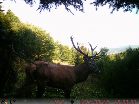 12 torak