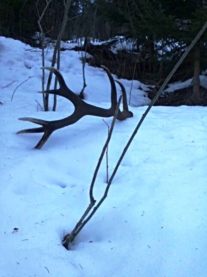 16 para k predoslemu