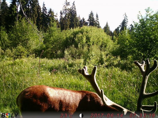 14 torak