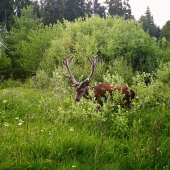 12 torak
