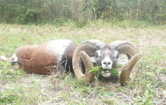 môj najväčší z volnej prírody