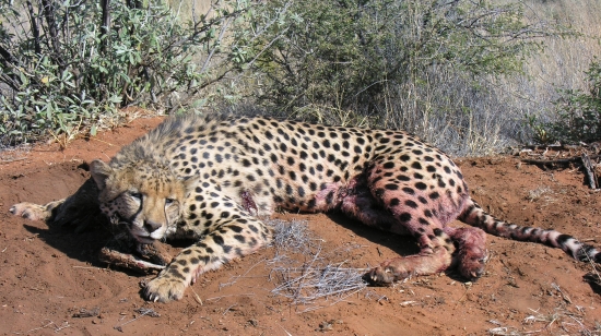 jedna z najvzácnejších trofejí