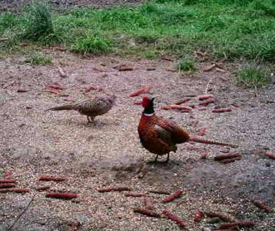 bažant na vychadzke