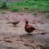 bažant na vychadzke