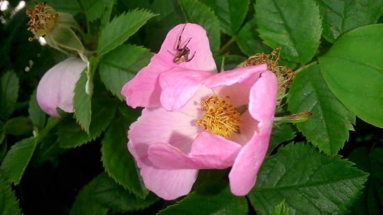 odpočívam na lupienku :-)