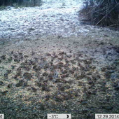 prikrmovanie láka ...