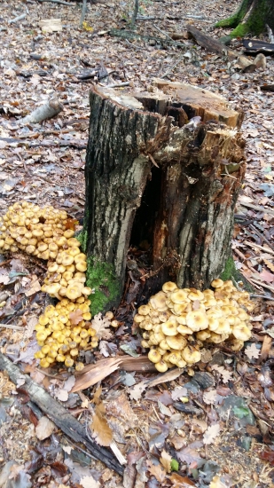 bolo este šťastie ...jéé podpinky