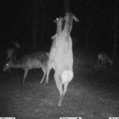 zaujímavý súboj jeleníc