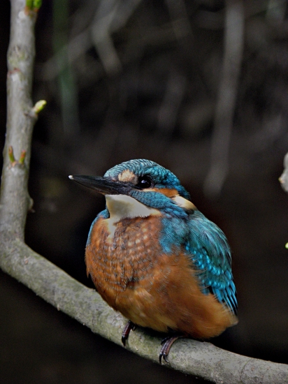 Ledňáček říční - Alcedo atthis