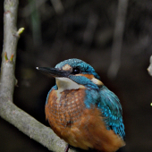 Ledňáček říční - Alcedo atthis