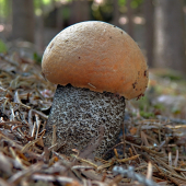 Křemenáč