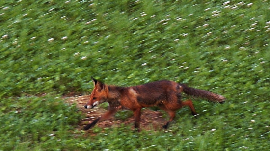 Liška