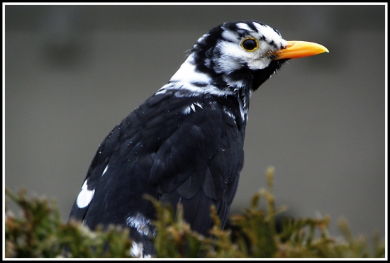 Kos - Turdus merula