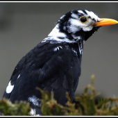 Kos - Turdus merula