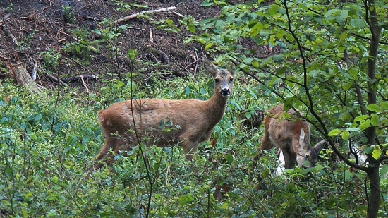 Spolu