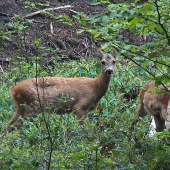 Spolu