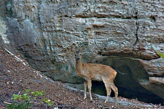 Srnčí
