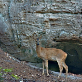 Srnčí