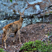 Srna