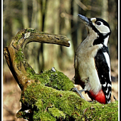 Na pozoru