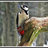 Dendrocopus major