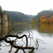 Věžický rybník