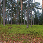 Borový les