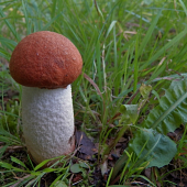 Křemílek